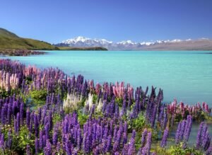 LAKE TEKAPO